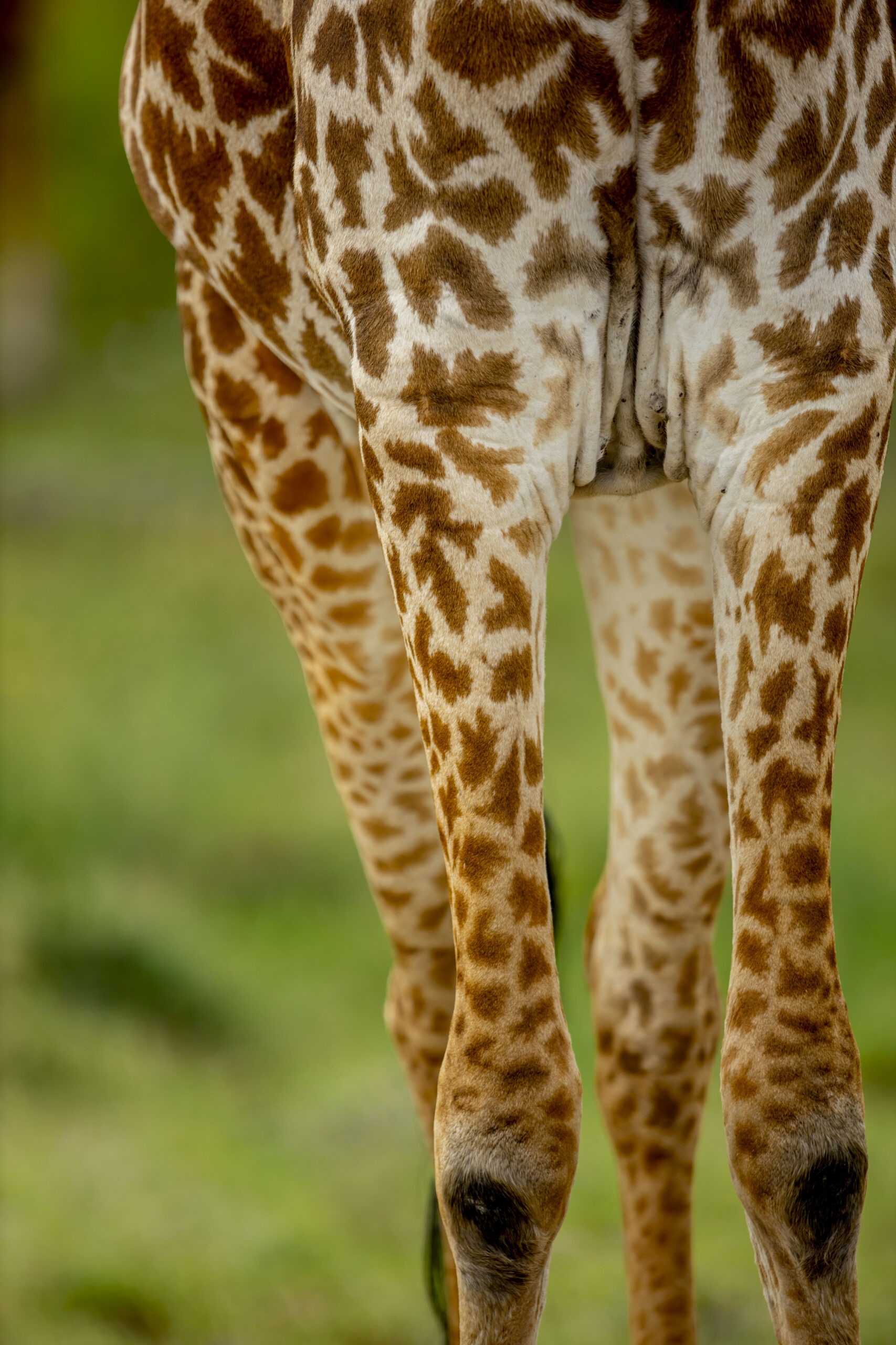 Exclusive Luxury Tailor Made Safaris