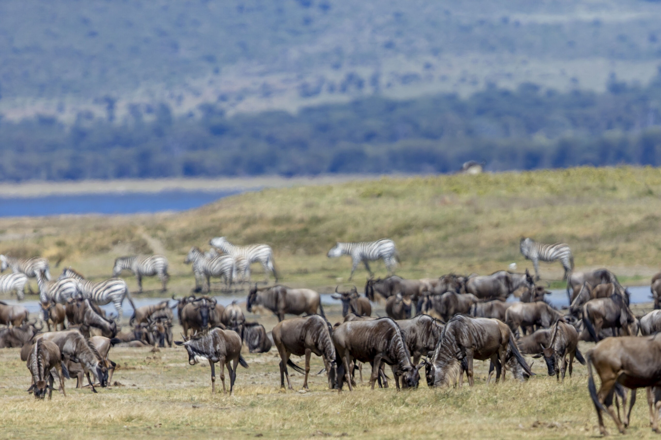 Great migration safari