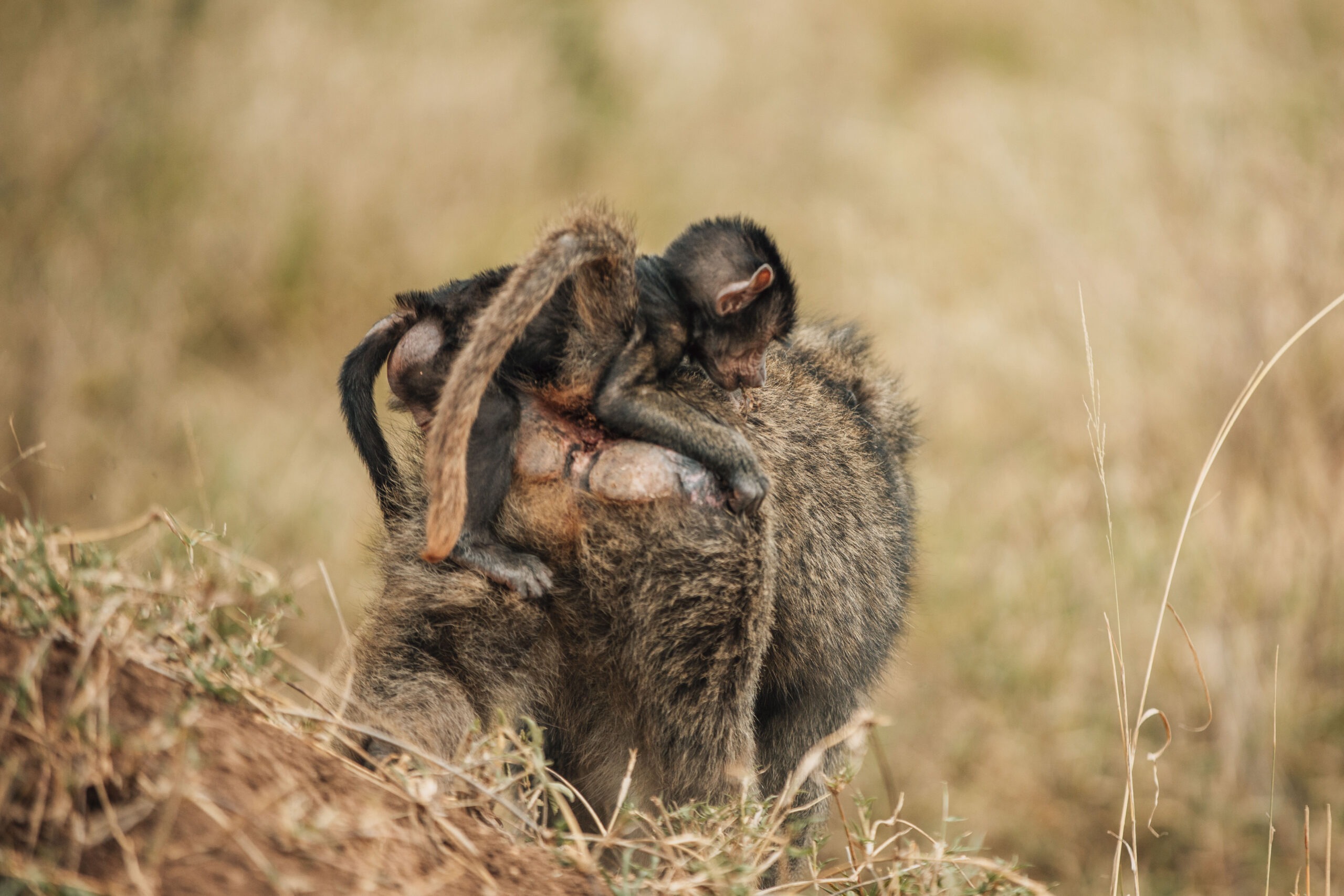 Explore northern Tanzania Arusha national park