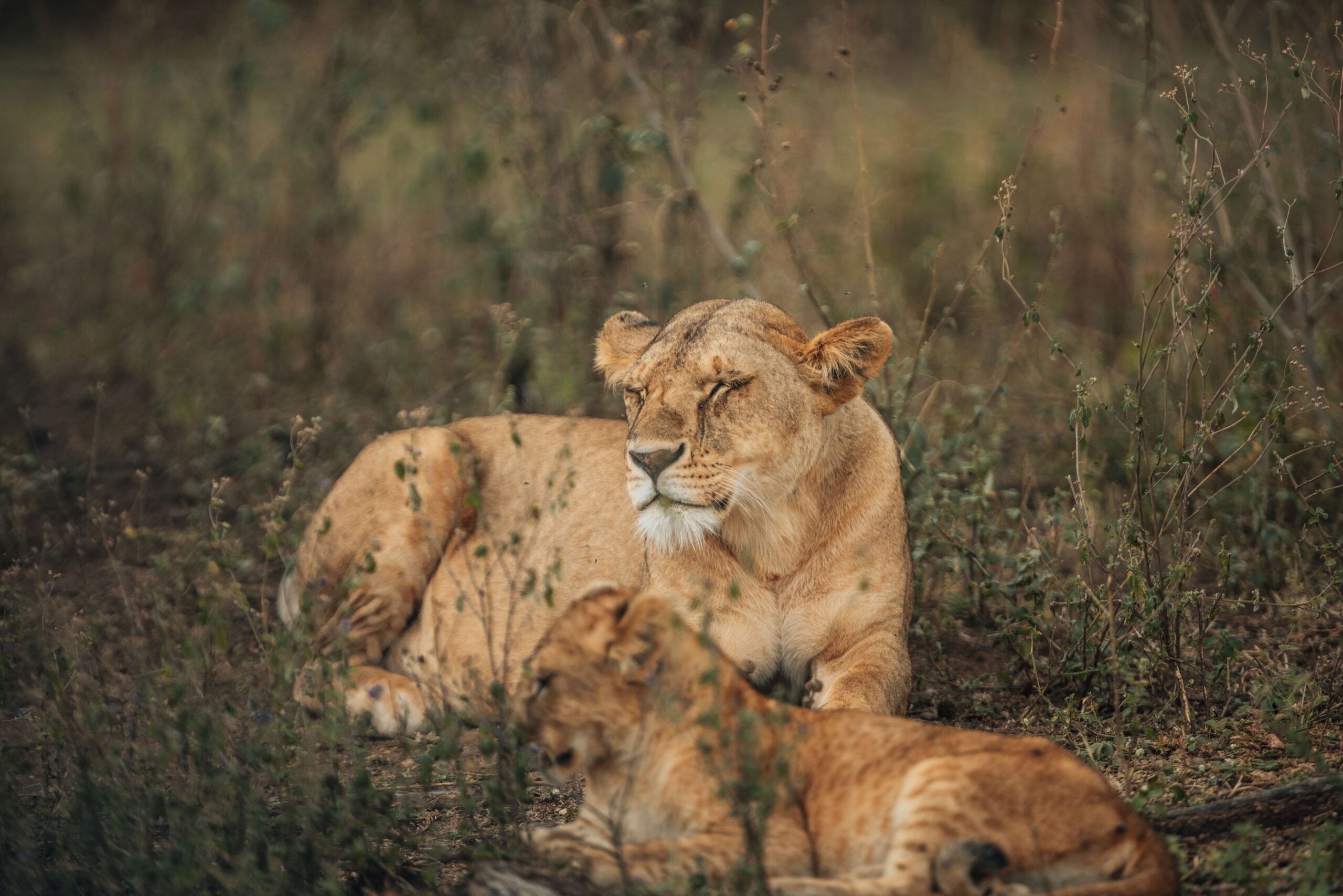LIONESS