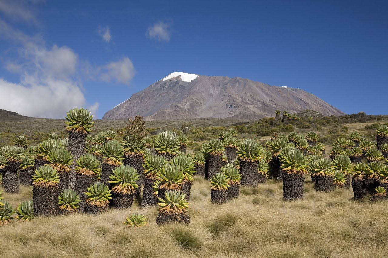 Tanzania Safari experience, Explore northern Tanzania Kilimanjaro Experience